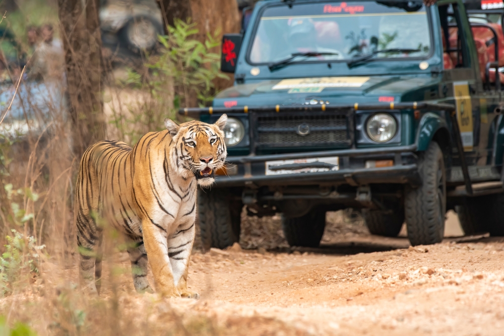 3 Days Ranthambore Tiger Safari Experience Tour Thumbnail