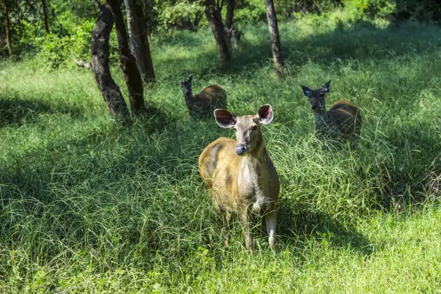 Antelope In Sariska National Park Tour Image