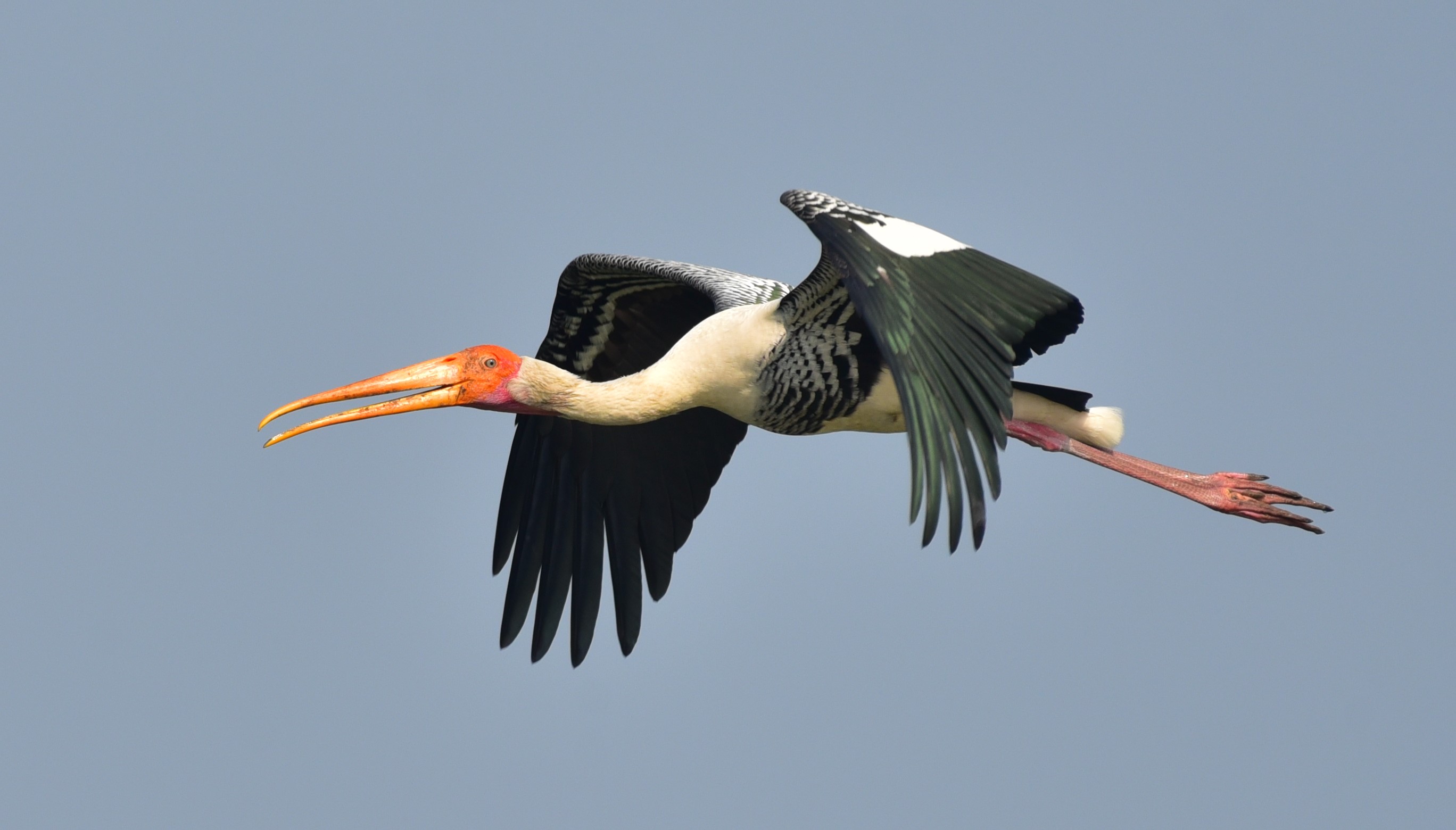 Coringa Painted Stork Srikanth Mannepuri1 Copy Cuzpae Tour Image
