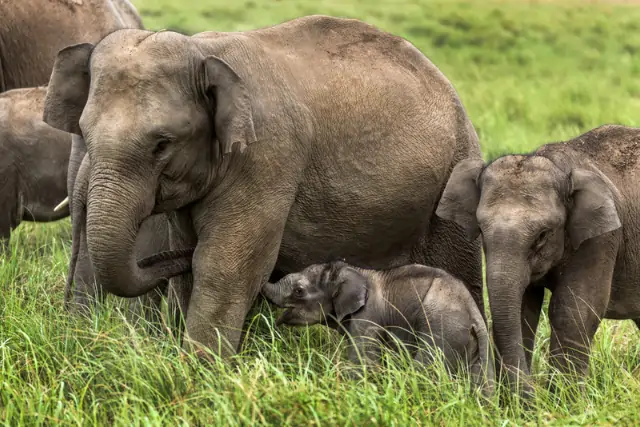 Elephants Jim Corbett Park Tour Image
