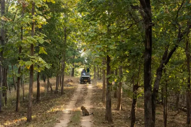 Jeep Safaris Pench National Park Tour Image