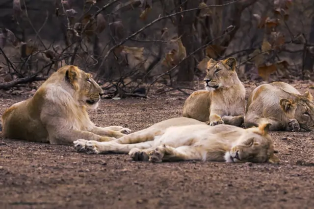 Lions In Gir Forest Tour Image