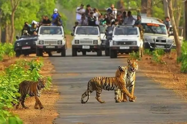 Sariska National Park Safari Tour Image