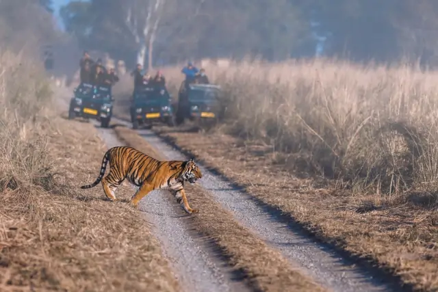 Tiger In Jim Corbett National Park Tour Image