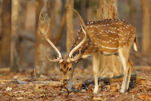Deer In Pench National Park Tour Image