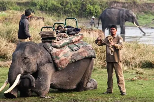 Kaziranga Elephnt Safari Tour Image