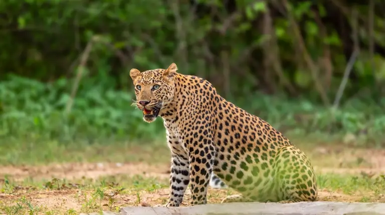 Leopard standing alert in a forest