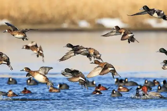 Migratory Birds Arriving In Kaziranga Tour Image
