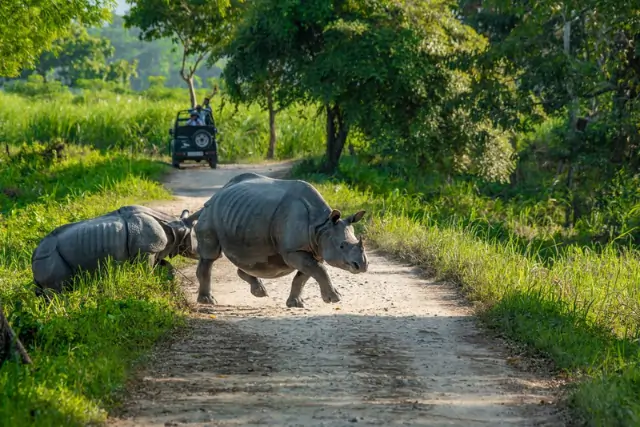One Horned Rhino Tour Image